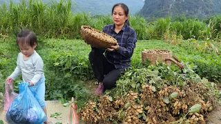 Harvesting Peanut Goes To The Market Sell - Taking care of pets - Gardening | Lý Phúc An