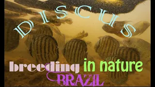 wild Discus breeding in nature - Symphysodon aequifasciata fry - Amazon diving rainy season !