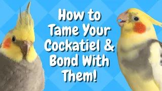 How to Tame Your Cockatiel & Bond With Them! | BirdNerdSophie