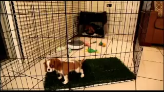 Long Term Confinement Area For Puppies By Urban Dog Training