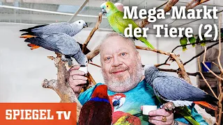 Mega-Markt der Tiere (2): Besuch beim Vogelzüchter | SPIEGEL TV