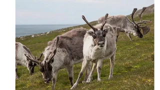 Melting Permafrost in Svalbard