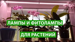 Лампы для растений, обычные лампы и фитолампы для комнатных растений и рассады