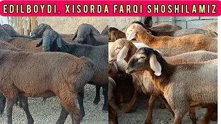 EDILBOYDI DANAKLARI SHOSHILAMIZ EDILBOY BILAN XISOR FARQI