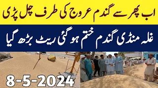 Today wheat rate 2024
