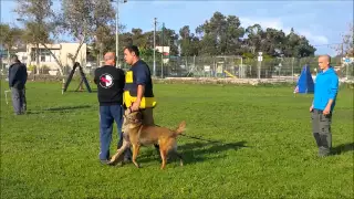 malinois h.e haim eliyahu working obedience