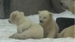 Белые медвежата в Московском зоопарке Polar Bear Cubs in Moscow Zoo
