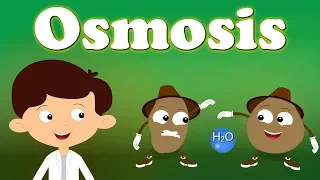 Osmosis | #aumsum #kids #science #education #children