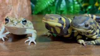 Toad & Salamander & Salamander