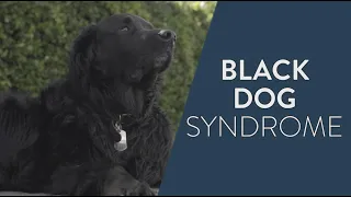 What is Black Dog Syndrome in Shelters?