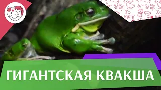 Гигантская квакша   Образ жизни на ilikepet