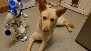 AI Nao walking around with Dog using AI vision to avoid obstacles and the dog!