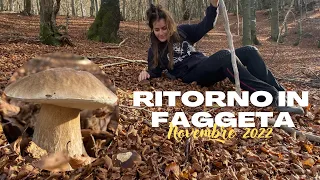 Ritorno in faggeta - Funghi porcini spettacolari cavate in diretta! - NOVEMBRE 2022