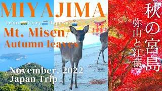 [Miyajima Island Guide⛩ Nov. 2022] Mt. Misen, Autumn leaves, Shrine, Deer, Night | JAPAN TRIP 宮島