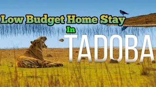 Best Budget Resorts Hotels in Tadoba | Low Budget Resorts Hotels in Tadoba | Wanrai Tadoba Home Stay