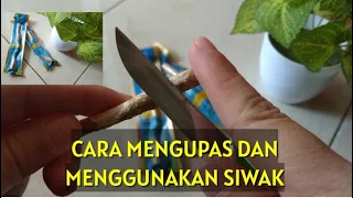 Tutorial Mengupas dan Menggunakan Siwak