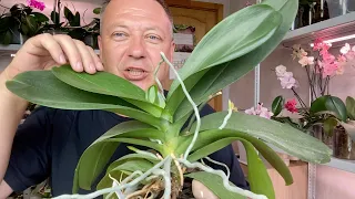ОРХИДЕИ КОРОЛЕВЫ ещё 7 орхидей