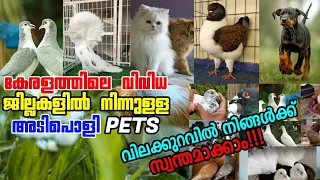 💛😍Low Rate Pets Sale🥰pets sale kerala💞Fancy Pigeon🔥Birds💖Dog❤️Pravu Valarthal Kerala❤‍🔥Kerala pets💙