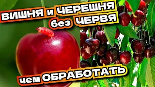 НЕ ПРОПУСТИТЕ ЭТУ ОБРАБОТКУ! Не останьтесь без урожая черешни, вишни, абрикоса. от вишневой мухи