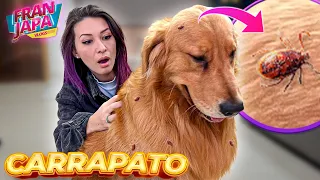 MEUS CACHORROS COM CARRAPATO ESTRELA! SOCORRO! 😱- Fran Japa