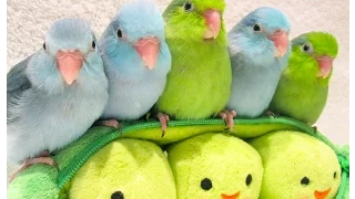 5 peas in a pod  - Parrotlets 5 weeks old