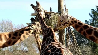 Hamilton Zoo - World Giraffe Day