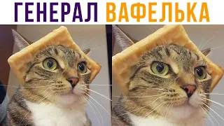 Генерал Вафелька) Приколы с котами | Мемозг #578