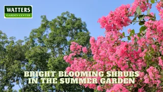 🌺Bright Blooming Shrubs in the Summer Garden this Year 🌺