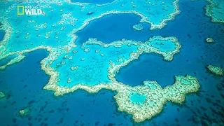 Great Barrier Reef [ National Geographic Documentary HD 2017 ]