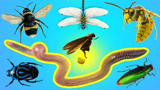 simple english learn insects for kids