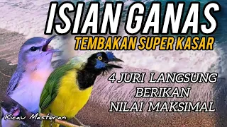 ISIAN GANAS ‼️ TEMBAKAN SUPER KASAR Untuk Murai,  Cucak Ijo, Kacer, Cendet Part 94