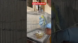 Aggressive Budgie 😱🥵#budgies #birdslover #birds #lovebird #bite #shorts #facts #viral