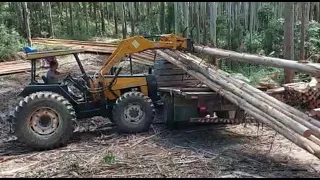 Carregando caminhão com varas de eucalipto