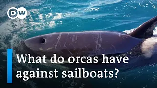 Orcas increasing attacks on boats off the coast of Spain | Focus on Europe