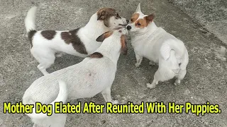Mother Dog Elated After Reunited With Her Puppies - All grown up.