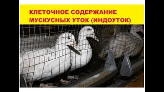 Musk ducks (indoutki) in cages