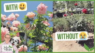 Rose Fertilizer | Before & After Comparison With Organic Fertilizer