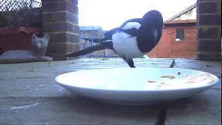 cheeky mr magpie checking if mr fox has eaten all his dinner