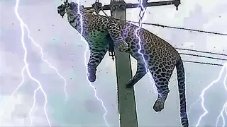 Top 10 Shocking Moments When Animals Were Electrocuted