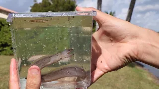 ANGRY EEL Caught In FISH-TRAP!!