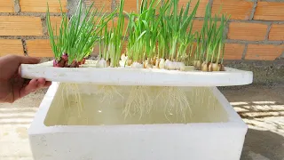 Technology To Grow Onions And Garlic In A Styrofoam box For Beginners