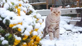 Cats see snow for the first time [SURI&NOEL CAT's STORY]