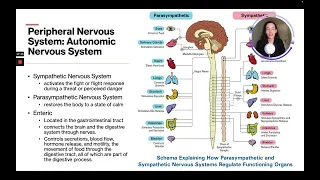 ATI TEAS 7 Science Course | Nervous System