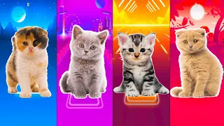 Cute Cat  Hayya Hayya - Bloody Mary - Bongo Cat BTS Dynamite - BLACKPINK Tiles Hop EDM Rush!