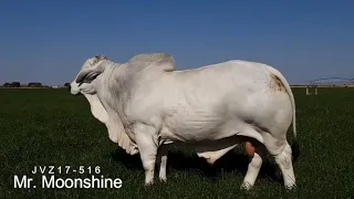 Mr. Moonshine, a top quality Brahman bull that will improve fertility & longevity of your beef herd!