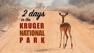 So you only have 2 days to spend in the Kruger Park? Here’s what you can expect to see...