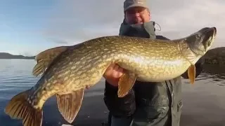 Guided BIG pike fishing on Lough Derg, Ireland - Winter 2016