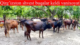 Shvest buqa SO’RAGANLAR UCHUN BUQALAR KELDI SHOSHLING