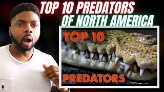 Brit Reacts To THE TOP 10 PREDATORS OF NORTH AMERICA!