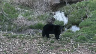 4 bears 1 bear standing